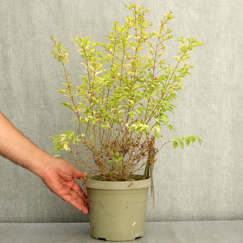 Ligustrum sinense Sunshine - Chinese Privet 2L/3L pot sample as delivered in summer
