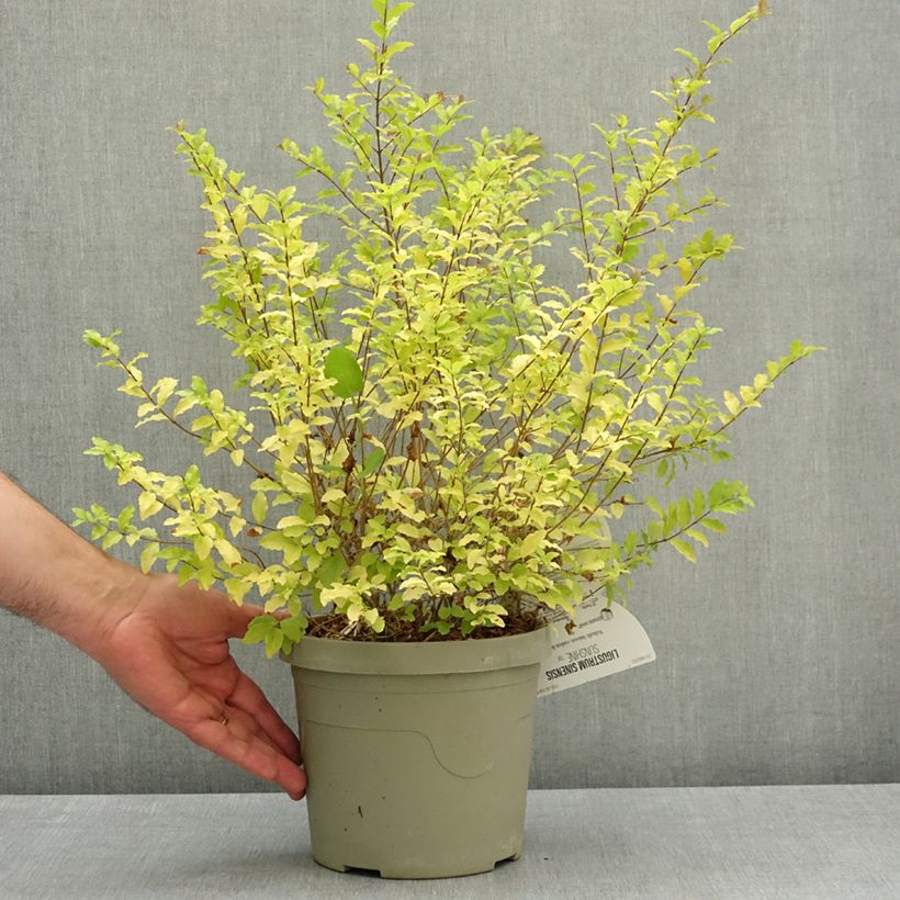 Ligustrum sinense Sunshine - Chinese Privet 2L/3L pot sample as delivered in spring