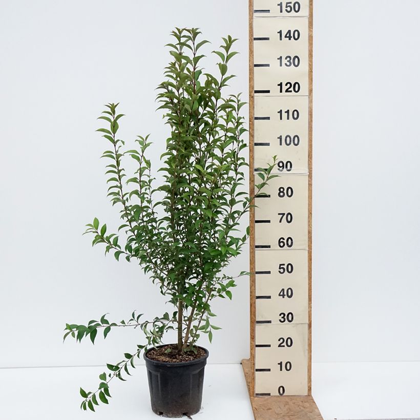 Ligustrum japonicum - Japanese Privet 7.5L/10L pot sample as delivered in autumn