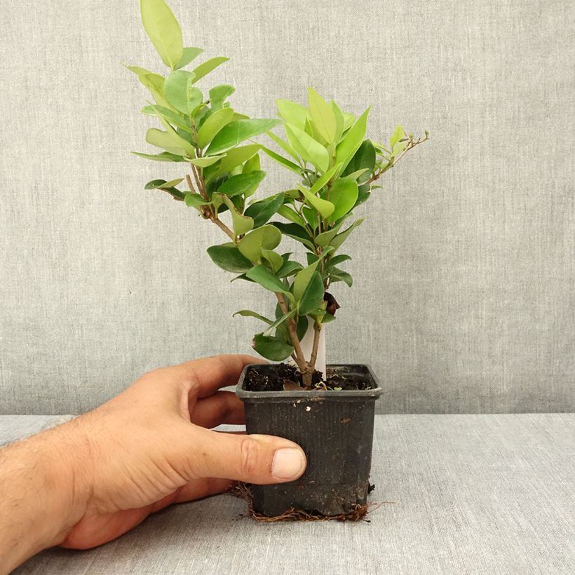 Ligustrum japonicum Texanum - Japanese Privet 8/9 cm pot sample as delivered in summer