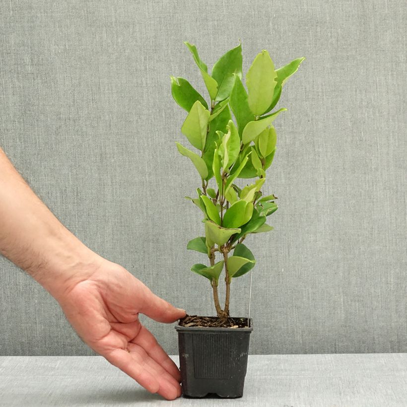 Ligustrum japonicum Texanum - Japanese Privet 8/9 cm pot sample as delivered in spring