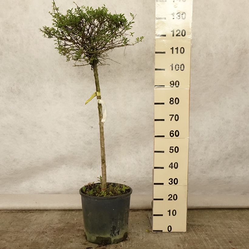 Ligustrum delavayanum - Privet 7.5L/10L pot, Quarter standard sample as delivered in summer