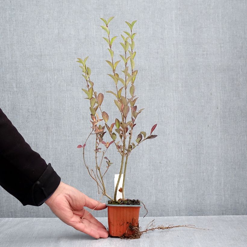 Ligustrum ovalifolium - Privet 8/9 cm pot sample as delivered in autumn