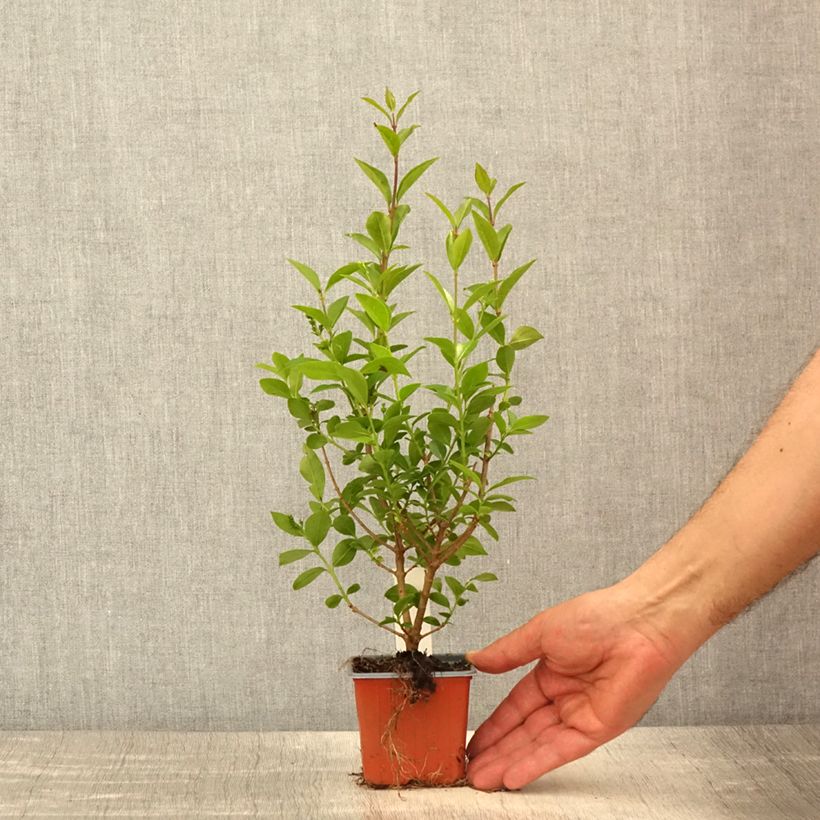 Ligustrum ovalifolium - Privet 8/9 cm pot sample as delivered in spring