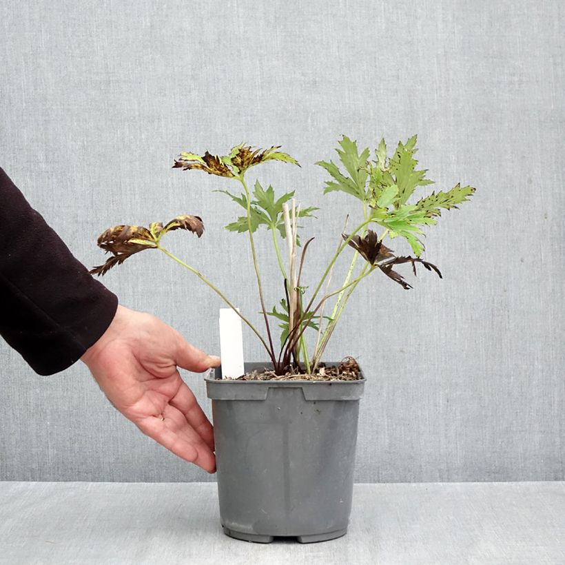 Trollius chinensis Golden Queen 2L/3L pot sample as delivered in autumn