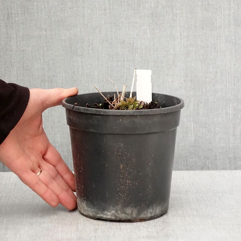 Trollius chinensis Golden Queen 2L/3L pot sample as delivered in spring