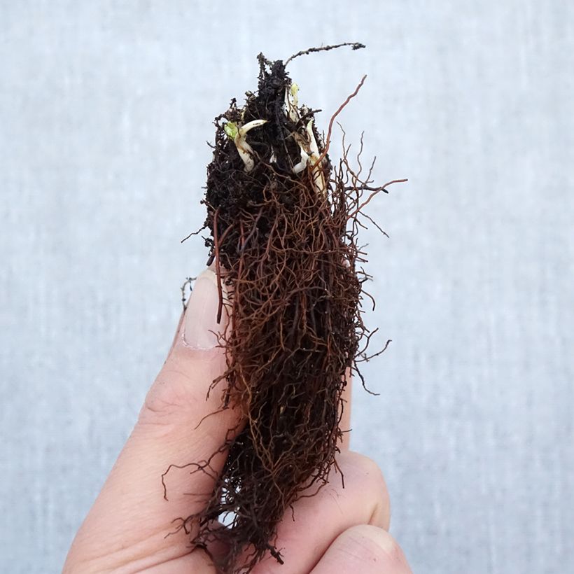 Trollius x cultorum Cheddar Bare root sample as delivered in winter