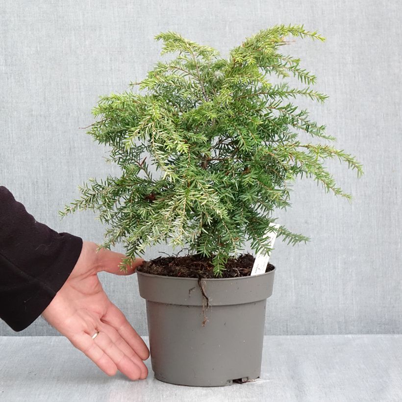 Tsuga canadensis Jeddeloh - Eastern Hemlock 2L/3L pot sample as delivered in autumn