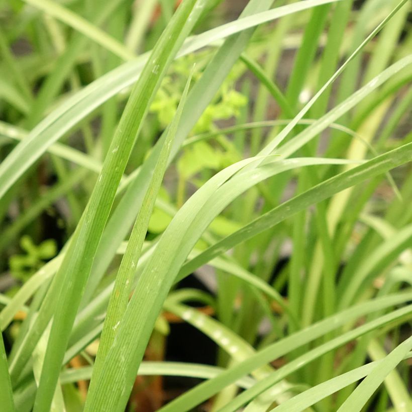 Tulbaghia cominsii Violacea - Society Garlic (Foliage)