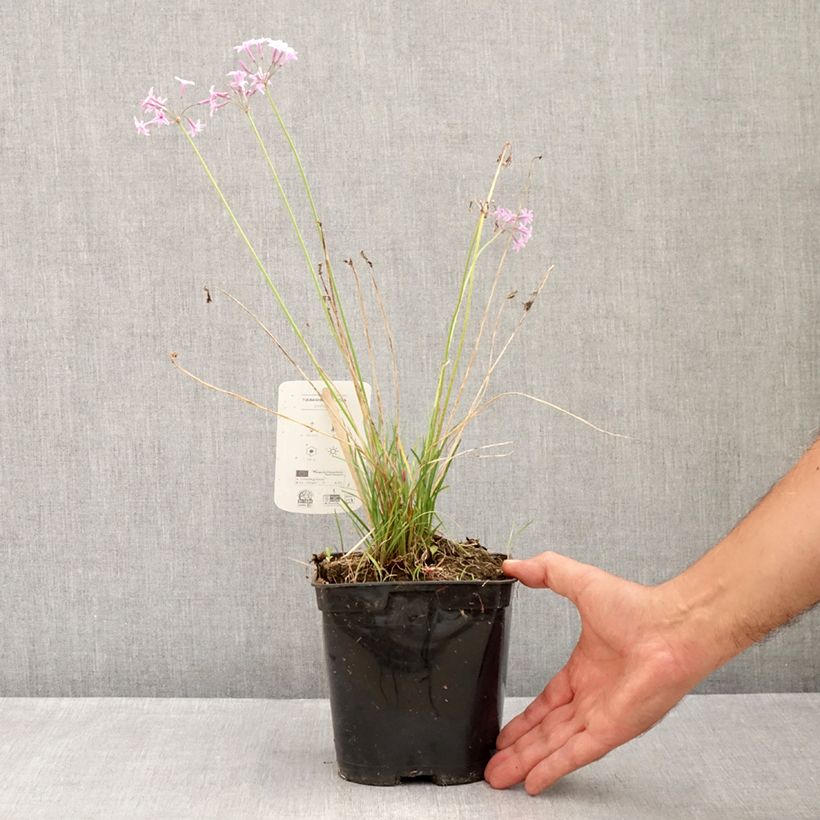 Tulbaghia violacea Dark Star - Society garlic 1.5L/2L pot sample as delivered in summer