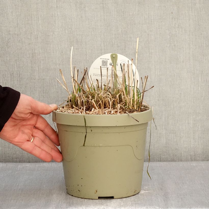 Tulbaghia violacea Dark Star - Society garlic 3L/4L pot sample as delivered in winter