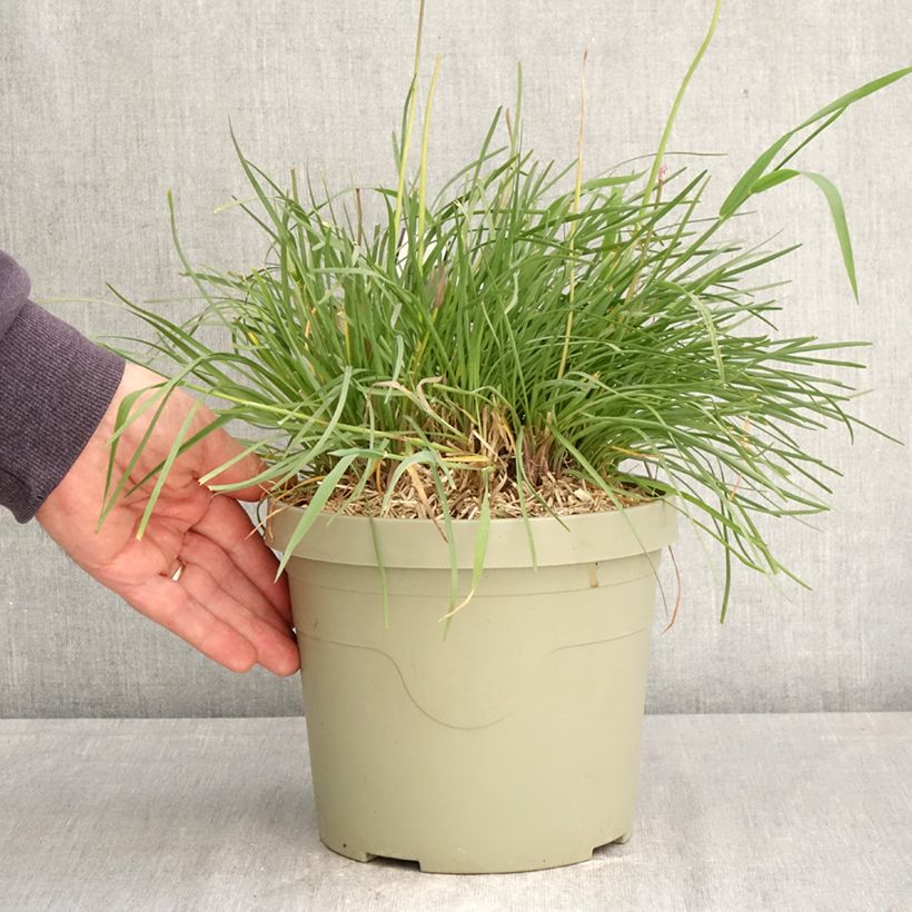 Tulbaghia violacea Dark Star - Society garlic 3L/4L pot sample as delivered in spring