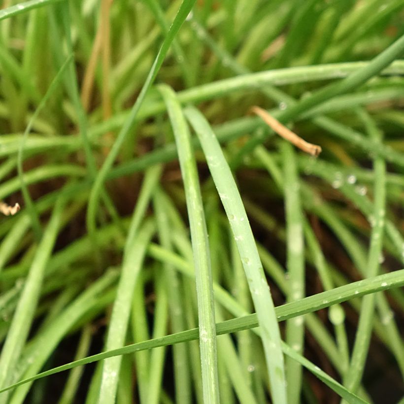 Tulbaghia Fairy Star - Society garlic (Foliage)
