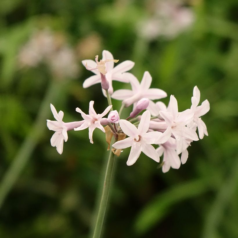 Tulbaghia Fairy Star - Society garlic (Flowering)
