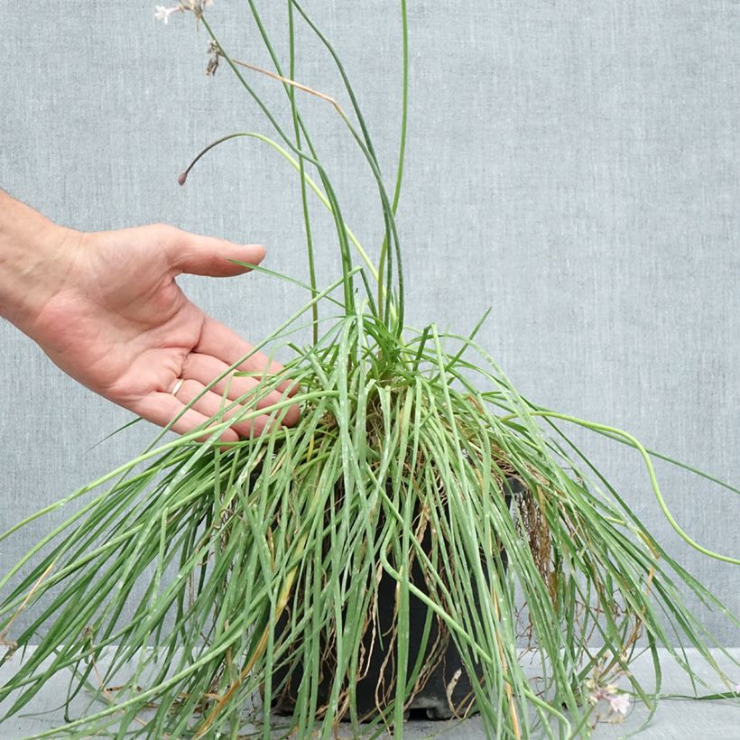Tulbaghia 'Fairy Star' - Society garlic 3L/4L pot sample as delivered in summer