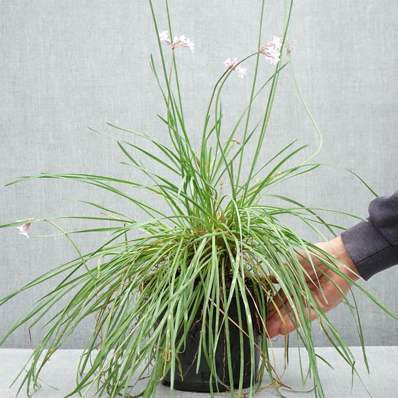 Tulbaghia 'Fairy Star' - Society garlic 3L/4L pot sample as delivered in spring