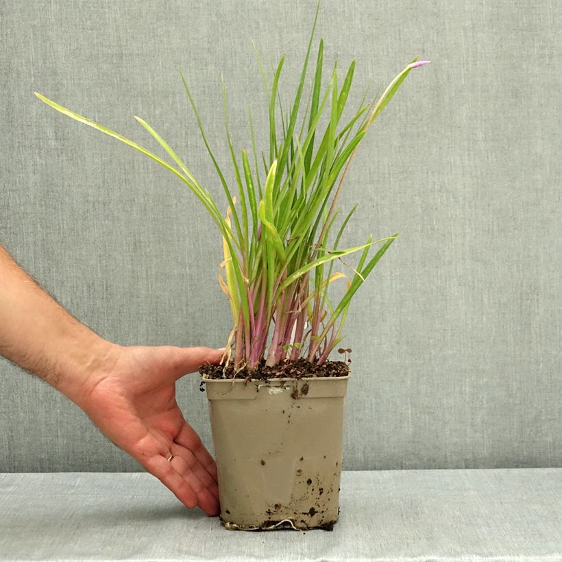 Tulbaghia violacea Flamingo 2L/3L pot sample as delivered in summer