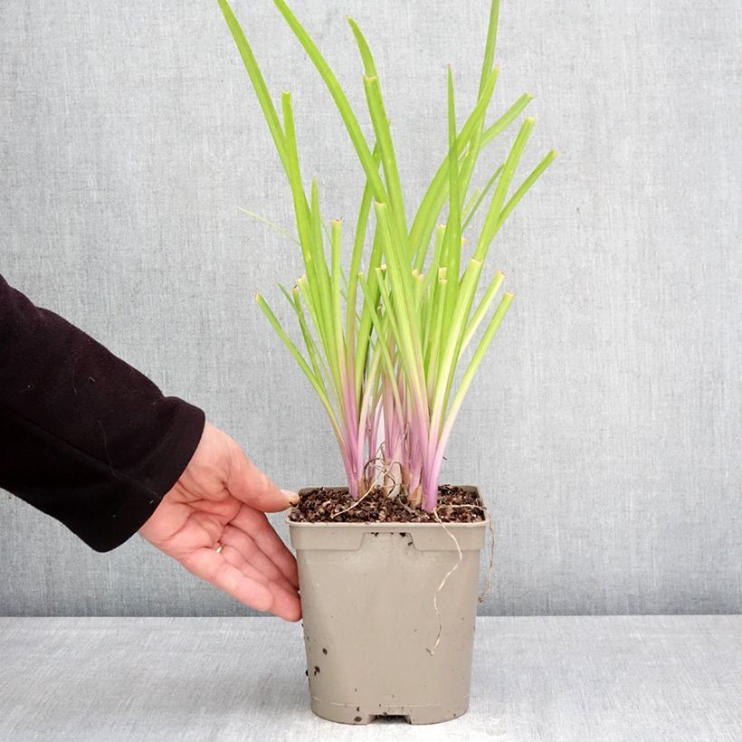 Tulbaghia violacea Flamingo 2L/3L pot sample as delivered in spring