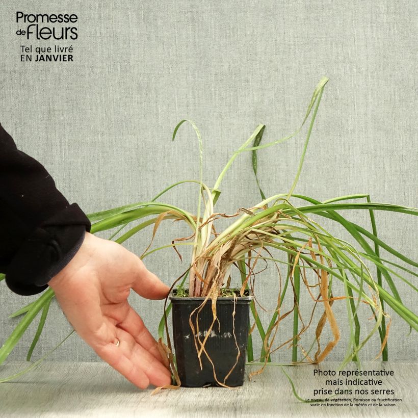 Tulbaghia violacea var. maritima x simmleri Himba 7/8 cm pot sample as delivered in winter