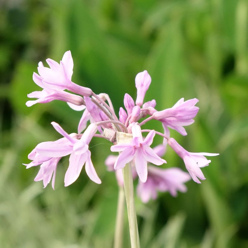 Tulbaghia violacea Silver Lace - Society Garlic (Flowering)