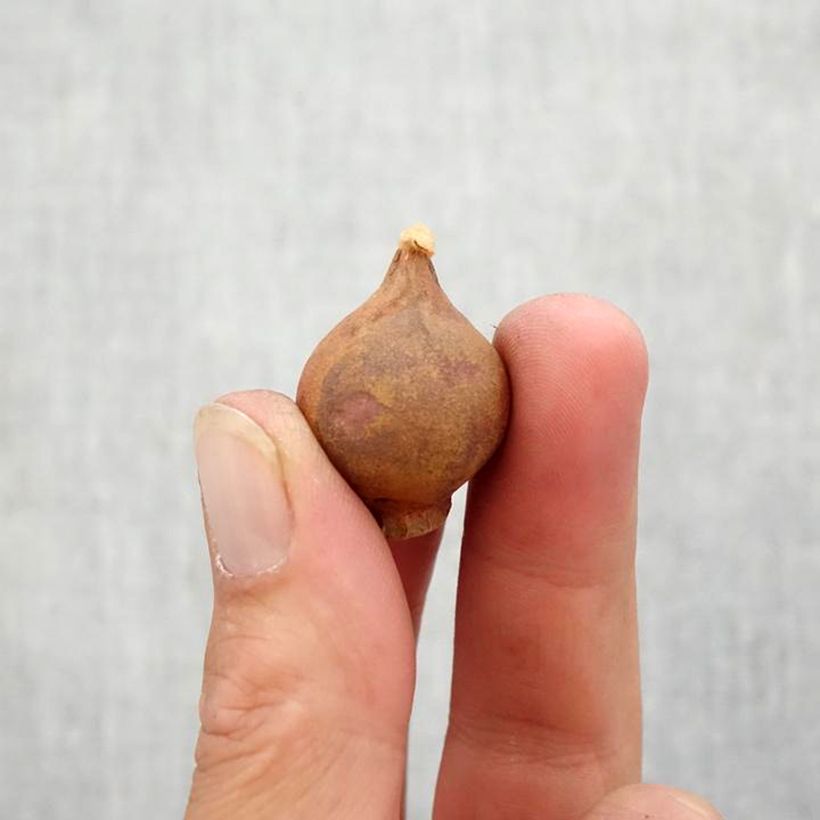 Tulipa aucheriana  Bulb size 5+ sample as delivered in autumn