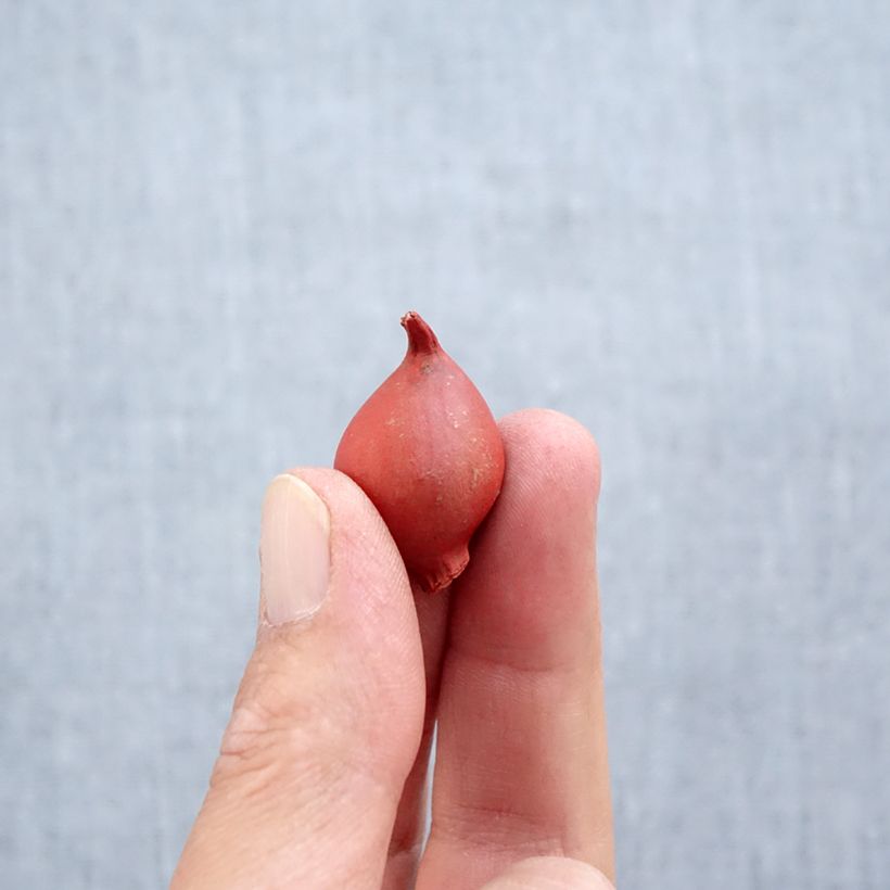Tulipa clusiana Annika - Lady tulip Bulb size 6+ sample as delivered in autumn