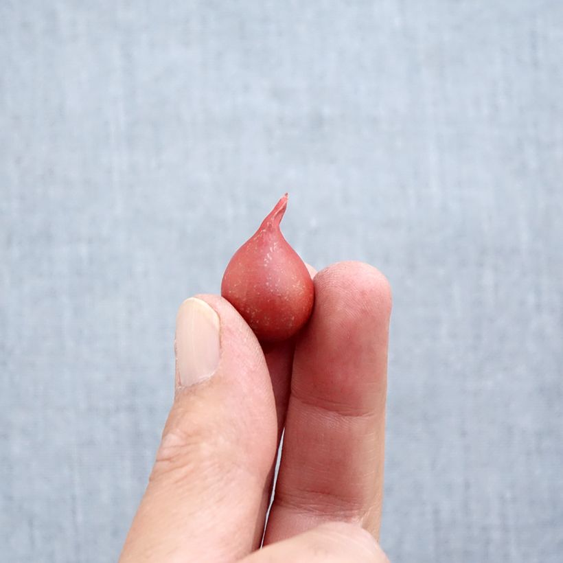 Tulipa tarda - Botanical Tulip Bulb size 6+ sample as delivered in autumn