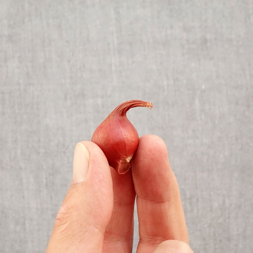 Tulipa turkestanica - Botanical Tulip Bulb size 6+ sample as delivered in autumn