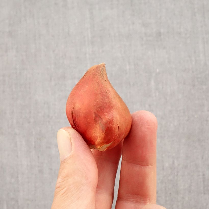 Tulipa Royal Pride - Darwin Hybrid Tulip Bulb size 11+ sample as delivered in autumn