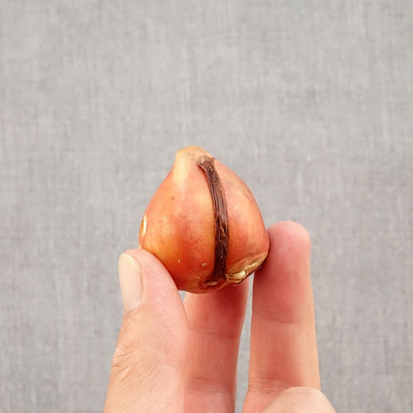 Tulipa Silverstream - Darwin hybrid Tulip Bulb size 12+ sample as delivered in autumn