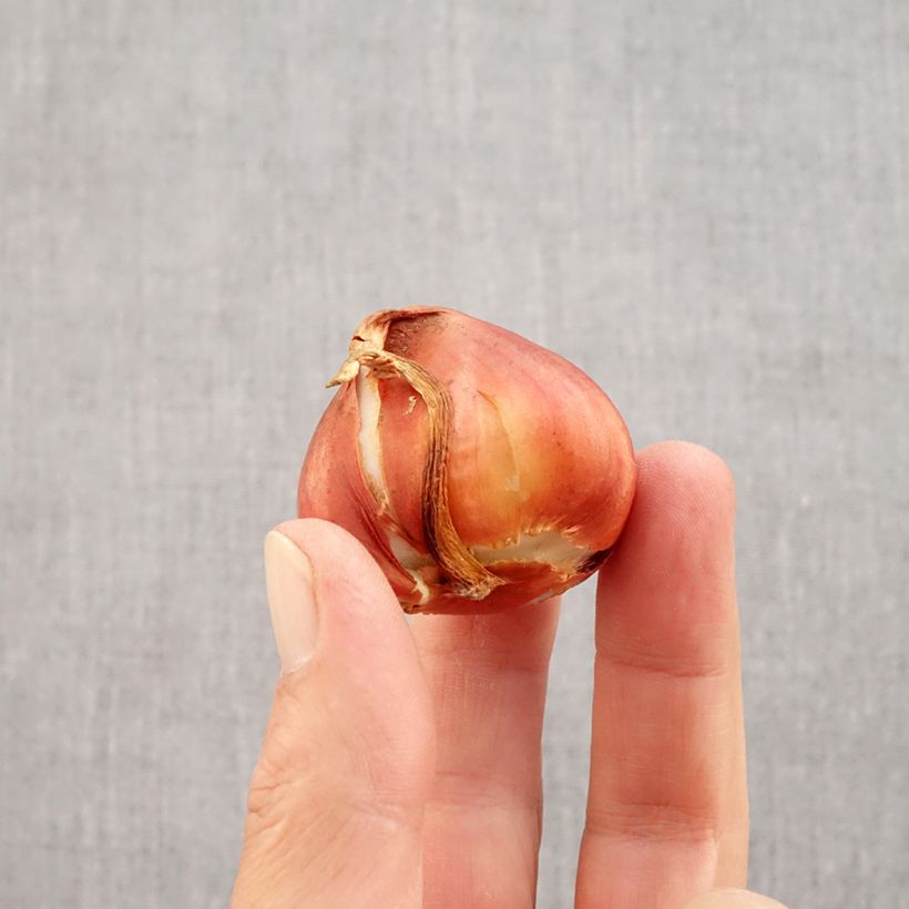 Tulipa La Belle Époque- Double Early Tulip Bulb size 12 sample as delivered in autumn