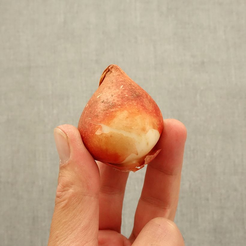Tulipa 'Nachwacht' Bulb size 11 sample as delivered in autumn