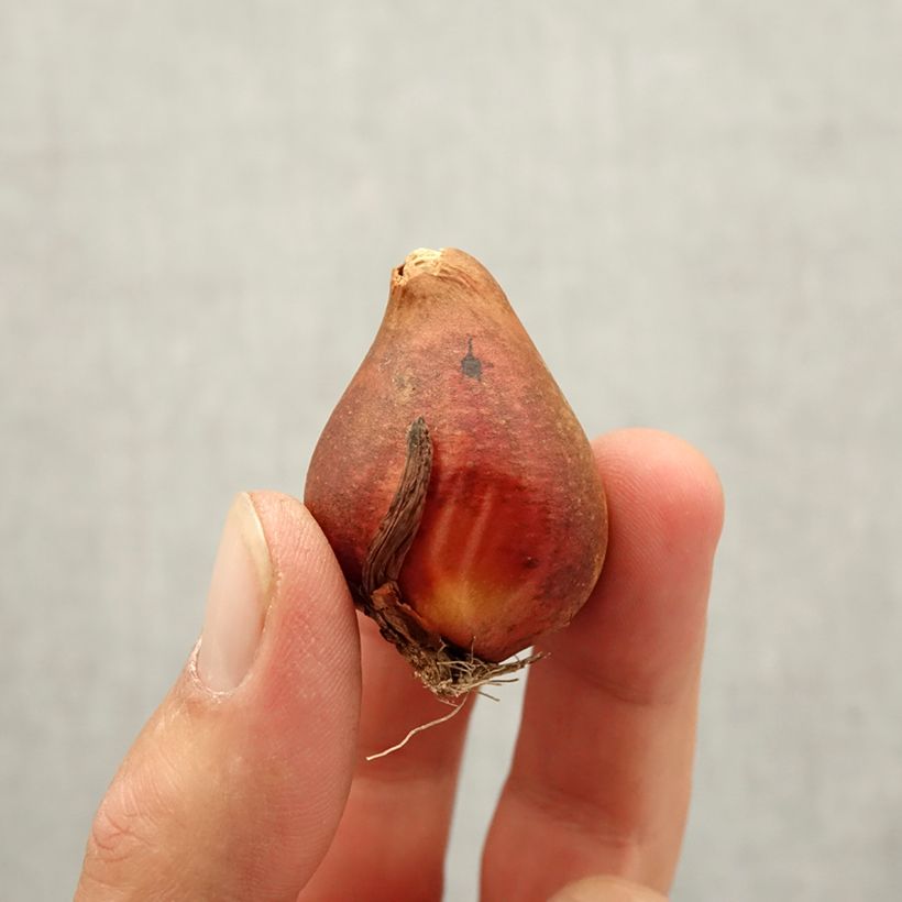 Tulipa Yellow Baby- Double Early Tulip Bulb size 10+ sample as delivered in autumn
