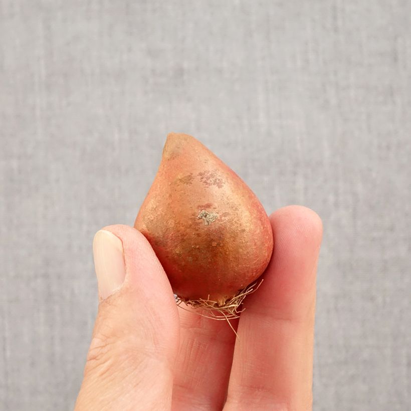 Tulipa Yellow Margarita - Double Early Tulip Bulb size 11+ sample as delivered in autumn