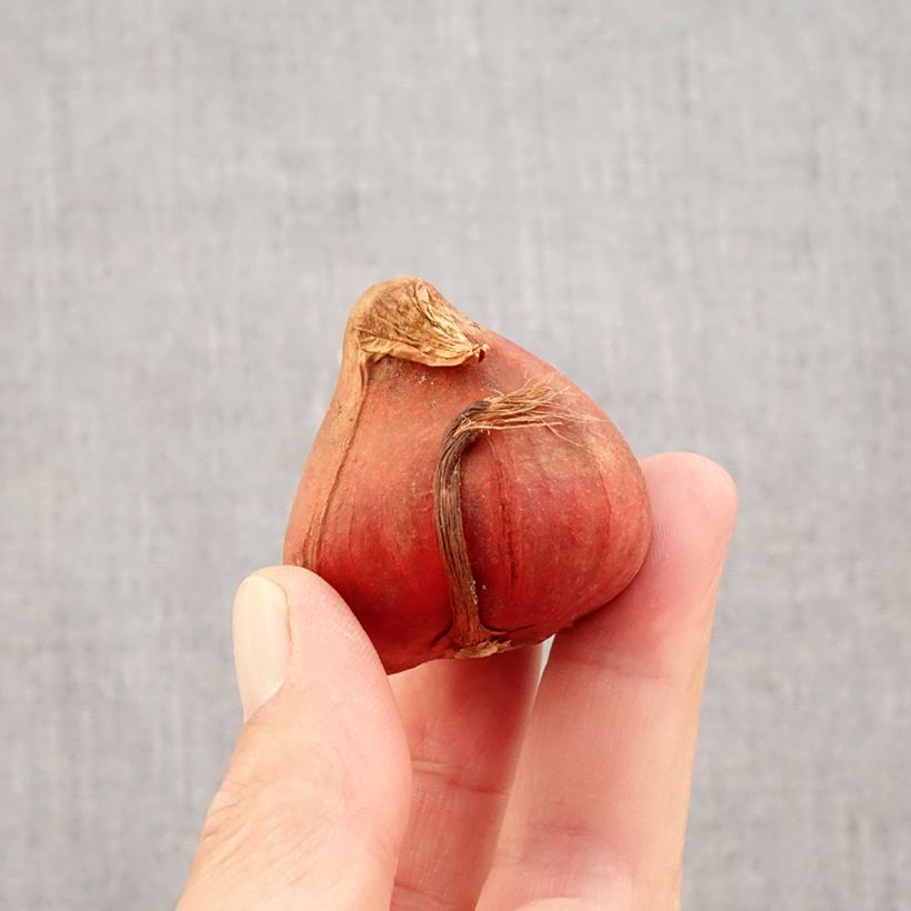 Tulipa Bonanza - Double late Tulip Bulb size 11+ sample as delivered in autumn