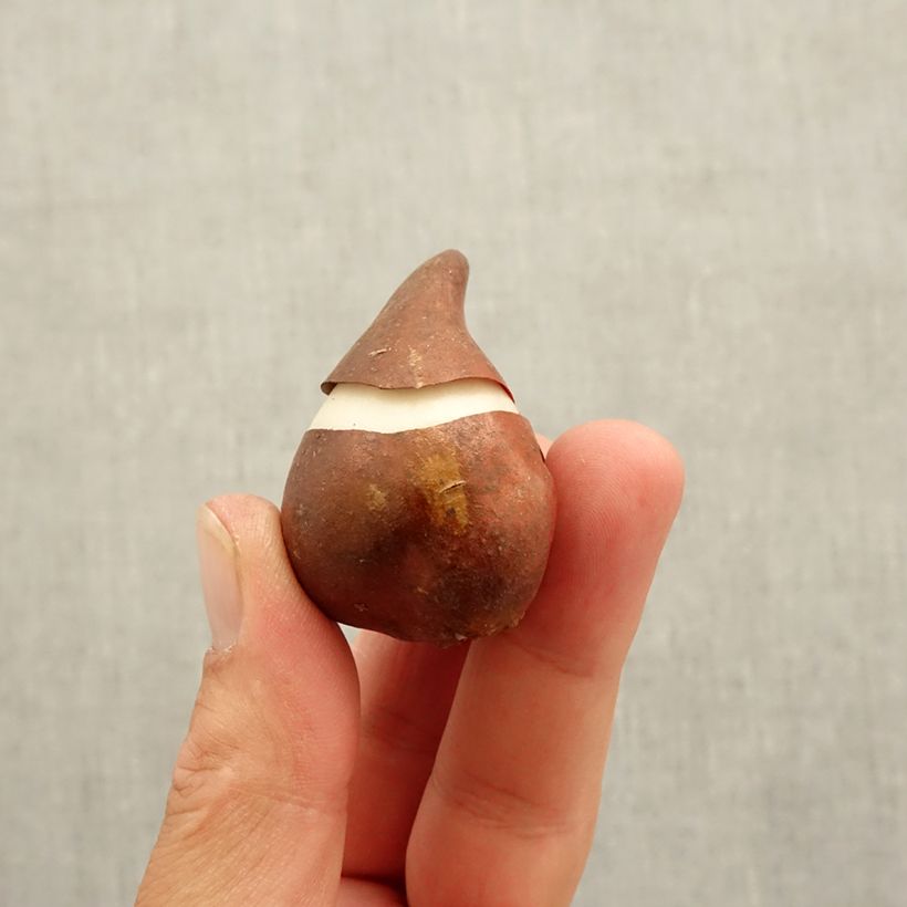 Tulipa Burgundy Bulb size 10 sample as delivered in autumn