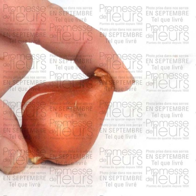 Example of Tulipa fosteriana 'Sweetheart' Bulb size 11+ specimen as delivered