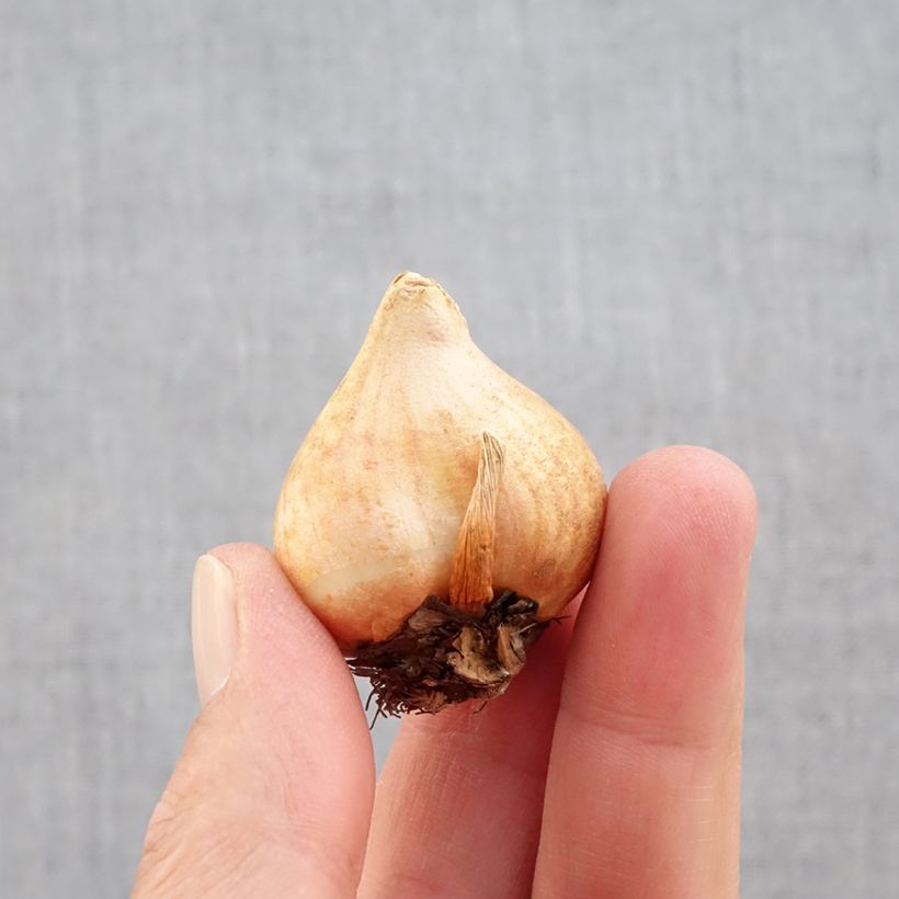 Tulipa fosteriana 'Sweetheart' Bulb size 11+ sample as delivered in autumn