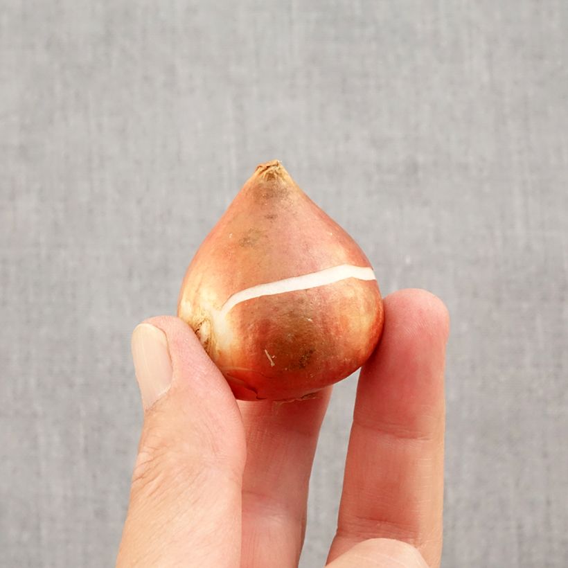 Tulipa fosteriana Yellow Empress Bulb size 11/12 sample as delivered in autumn