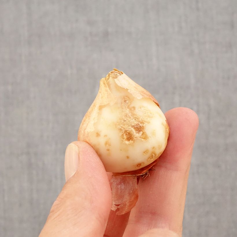 Tulipa x kaufmanniana Hope - Water lily tulip Bulb size 11+ sample as delivered in autumn