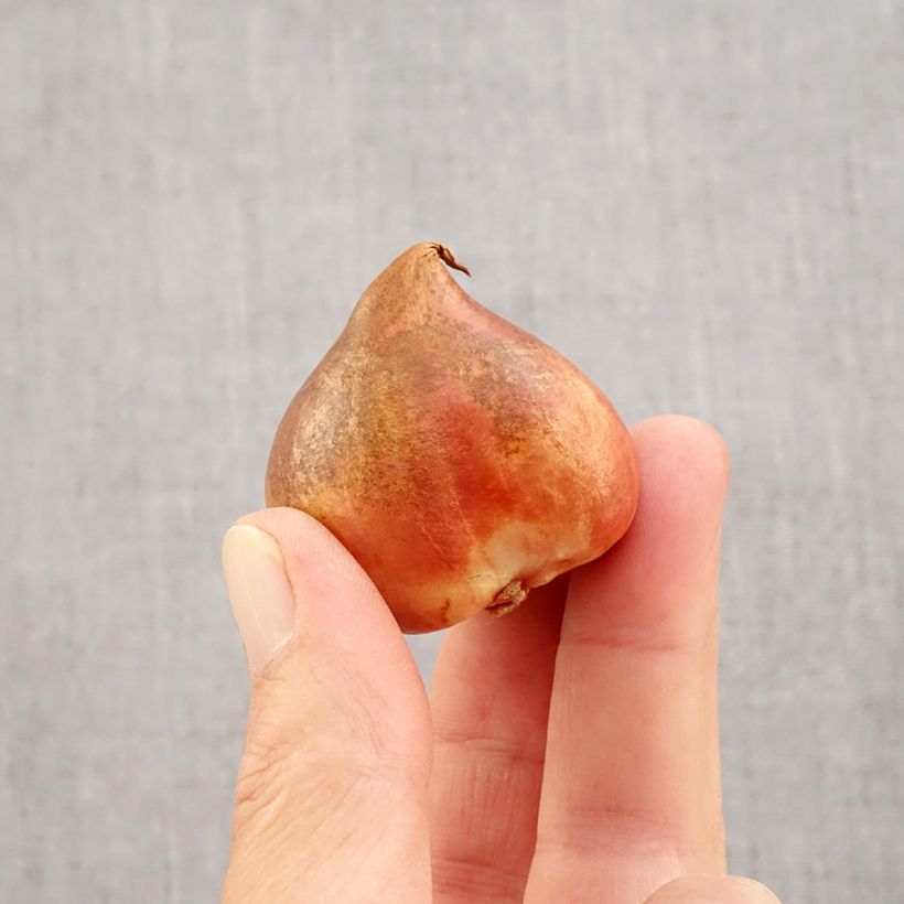 Tulipa 'Crème Lizzard' Bulb size 12 sample as delivered in autumn