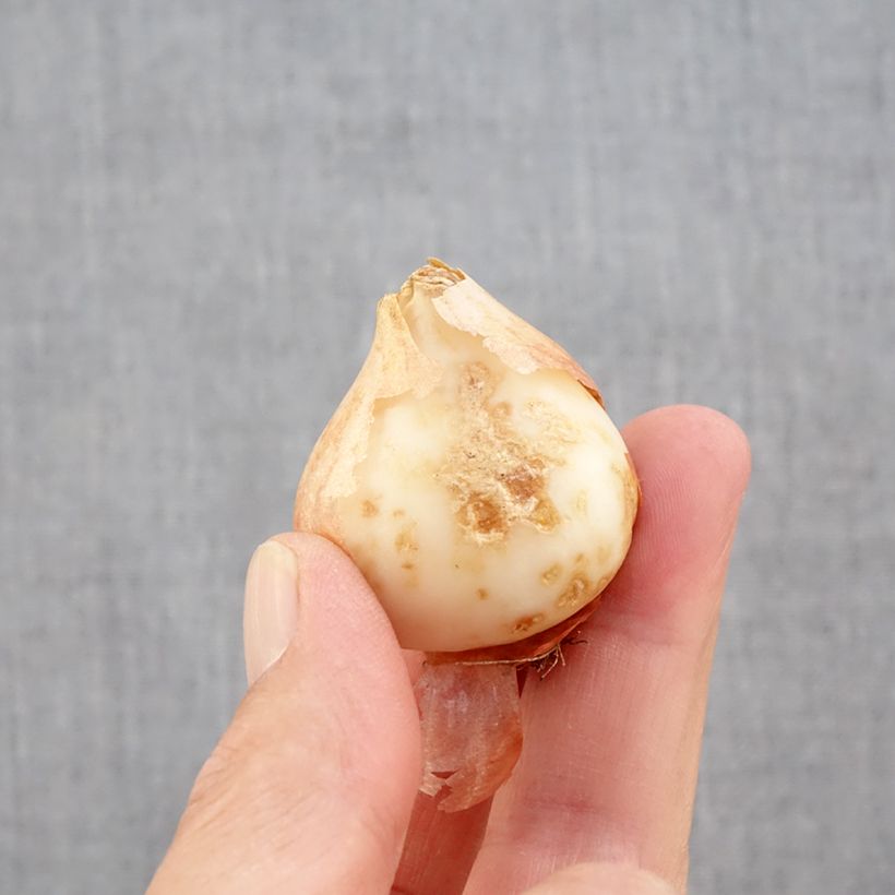 Tulipa Estella Rijnveld Bulb size 11+ sample as delivered in autumn