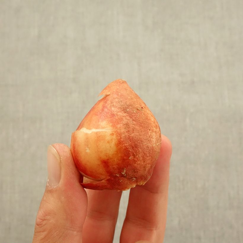 Tulipa 'Candy Club' Bulb size 11+ sample as delivered in autumn