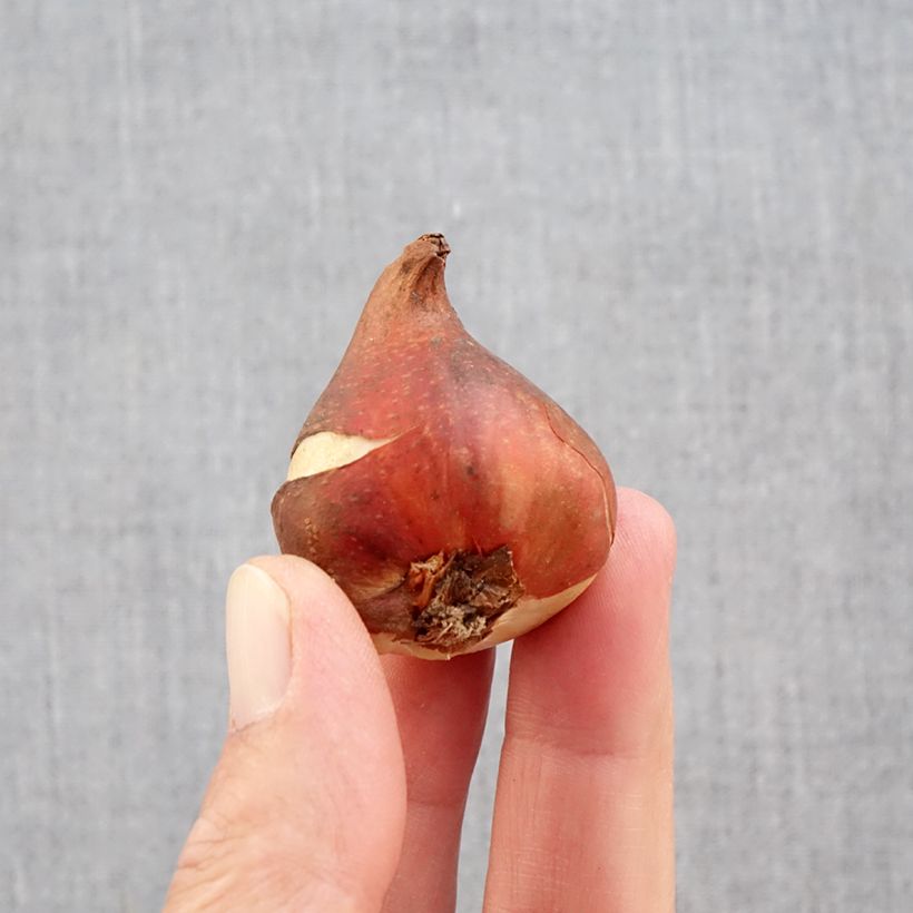 Tulipa Picture - Crown tulip Bulb size 11+ sample as delivered in autumn