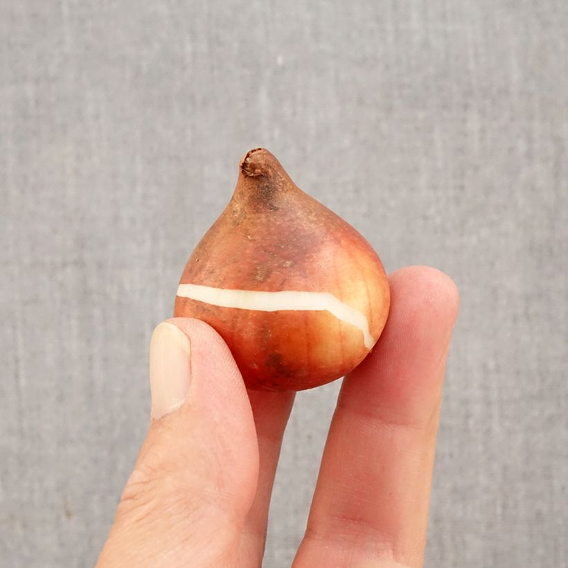 Tulipa Rhapsody of Smiles - Single late tulip Bulb size 11+ sample as delivered in autumn