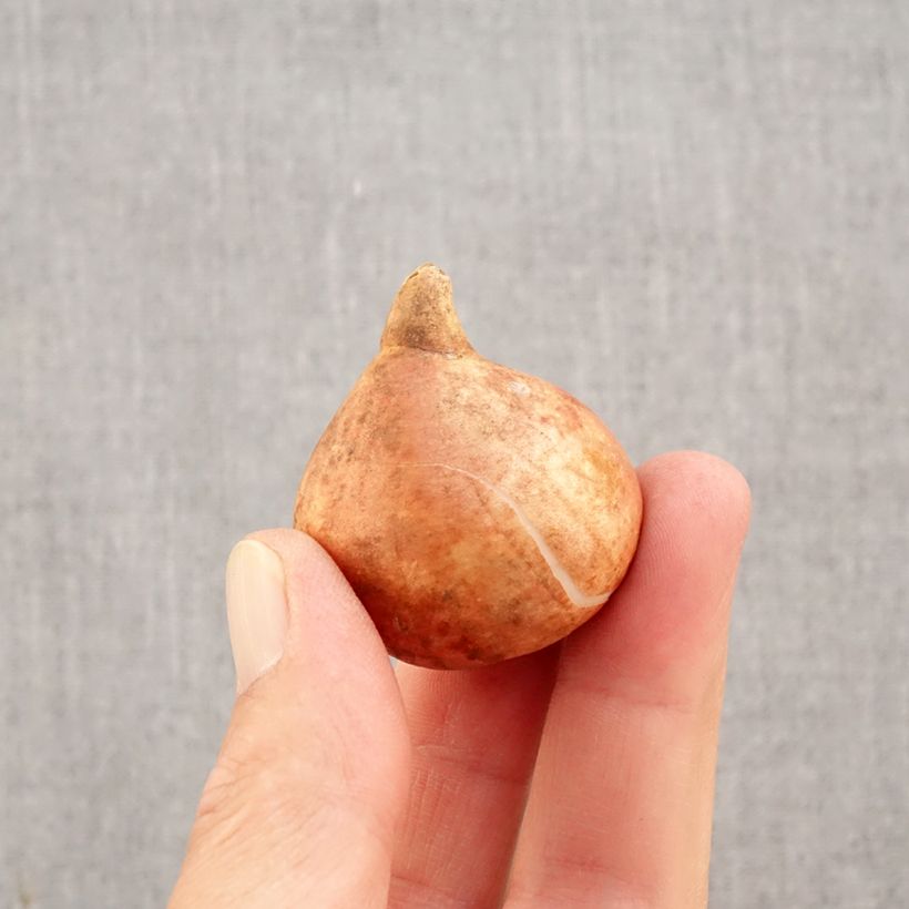 Tulipa Striped Crown Bulb size 11+ sample as delivered in autumn