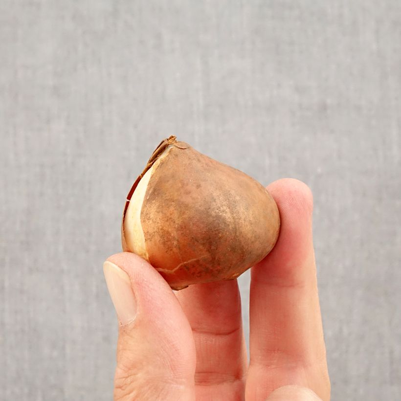 Tulipa Apricot Favourite - Triumph Tulip Bulb size 11+ sample as delivered in autumn