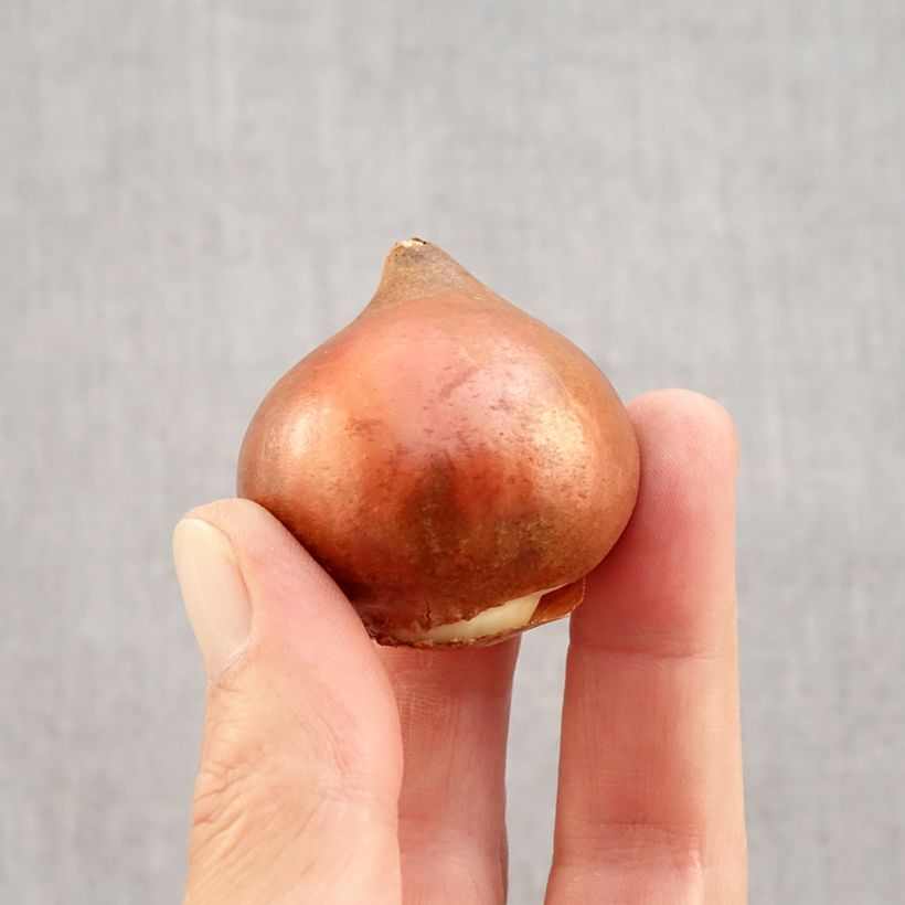 Tulipa 'Black Charm' Bulb size 12 sample as delivered in autumn