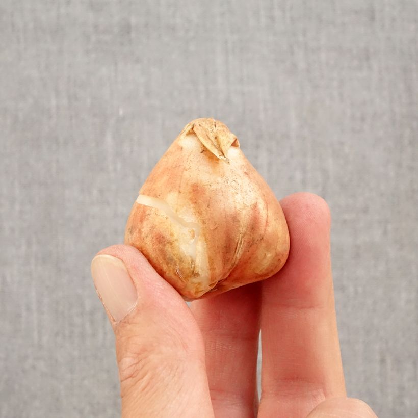 Tulipa 'Boston' (Triumph) Bulb size 12+ sample as delivered in autumn