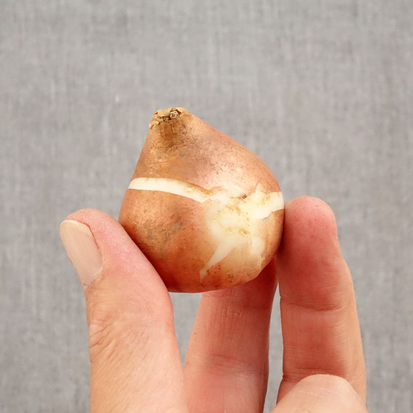 Tulipa Brown Sugar Bulb size 12+ sample as delivered in autumn